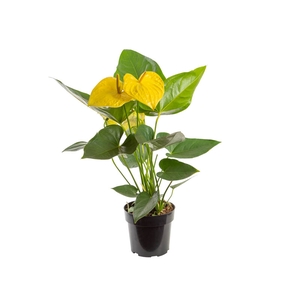 ANTHURIUM COLOURS AMARELO P17