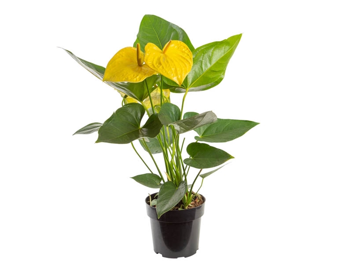 <h4>ANTHURIUM COLOURS AMARELO P15</h4>