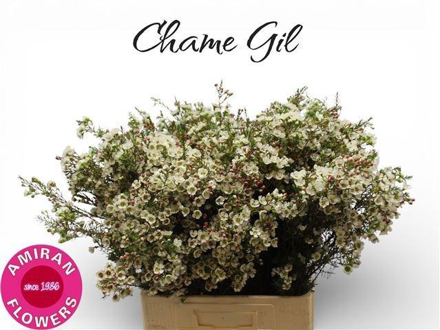 <h4>CHAME ME GIL</h4>