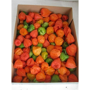 Physalis Lampion Los