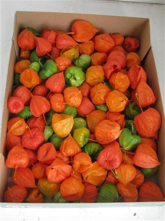 <h4>Physalis Lampion Los</h4>