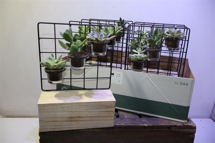 <h4>Arr Succulenten In Homedeco Stand</h4>