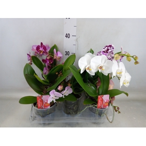 Phalaenopsis   ...