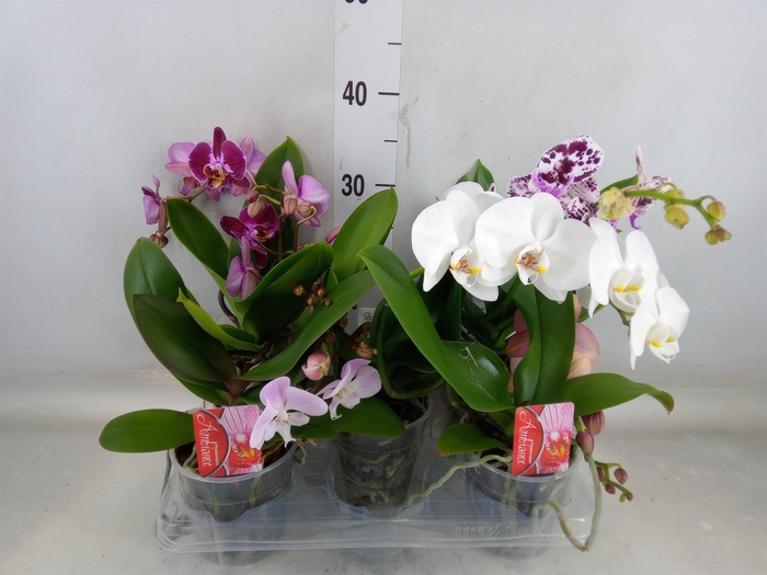 <h4>Phalaenopsis   ...</h4>