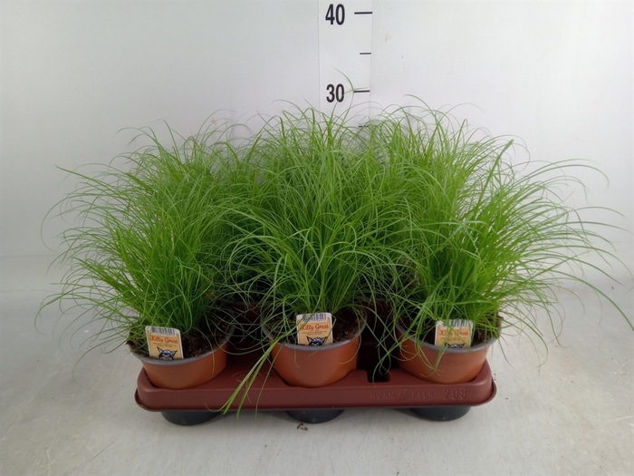 <h4>Cyperus alternifolius 'Zumula'</h4>