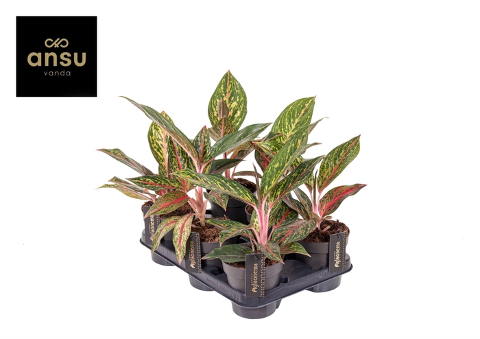 <h4>Aglaonema overig</h4>