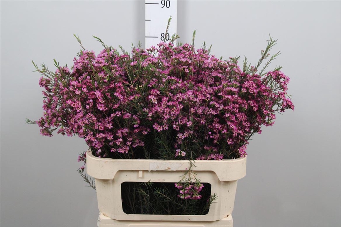 <h4>Chame Un Emma</h4>