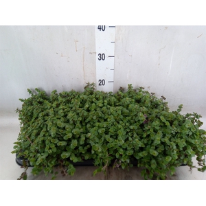 Callisia repens