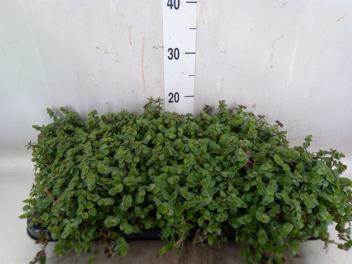 <h4>Callisia repens</h4>