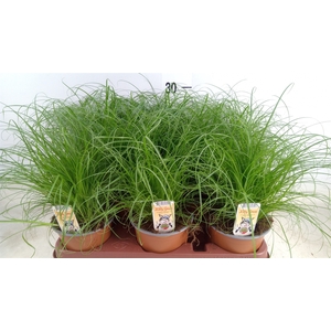 Cyperus alternifolius 'Zumula'