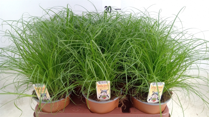 <h4>Cyperus alternifolius 'Zumula'</h4>
