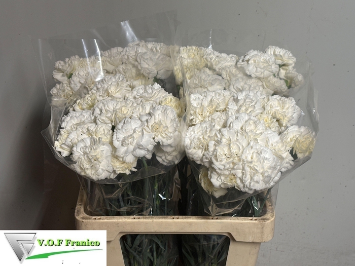 <h4>DI ST WHITE LIBERTY</h4>