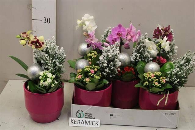 <h4>ARR KAMERPL BLOEI</h4>