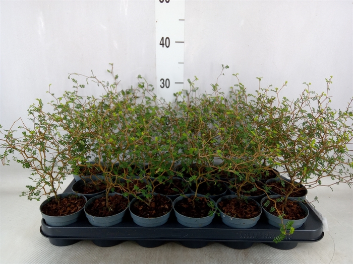 <h4>Sophora prostrata 'Little Baby'</h4>