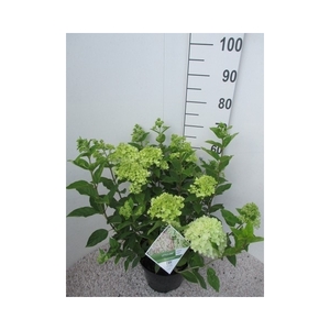 Hydrangea pan. Little Lime stuik 30-40 P26