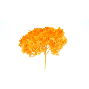 Dried Bleached Hydrangea Anna Orange