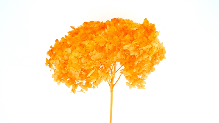 <h4>Dried Bleached Hydrangea Anna Orange</h4>