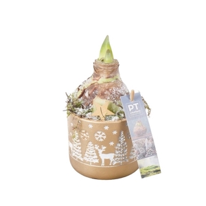 PTACH8223 Arrangement Amaryllis Kerst in beton pot