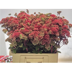 SEDUM MAGICAL LIZZY