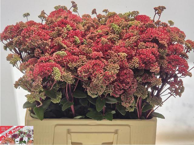 <h4>SEDUM MAGICAL LIZZY</h4>