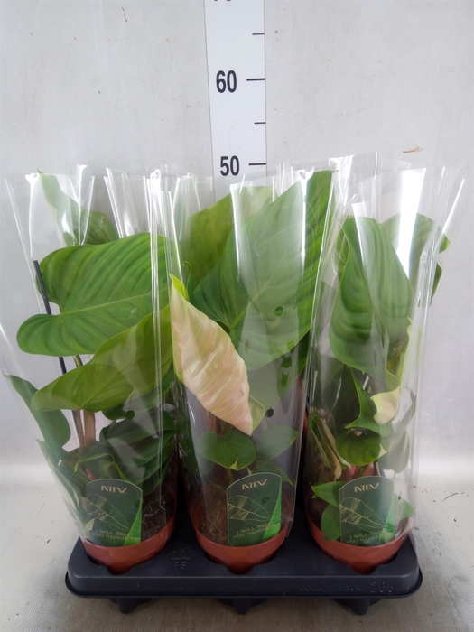 <h4>Philodendron nangaritense</h4>