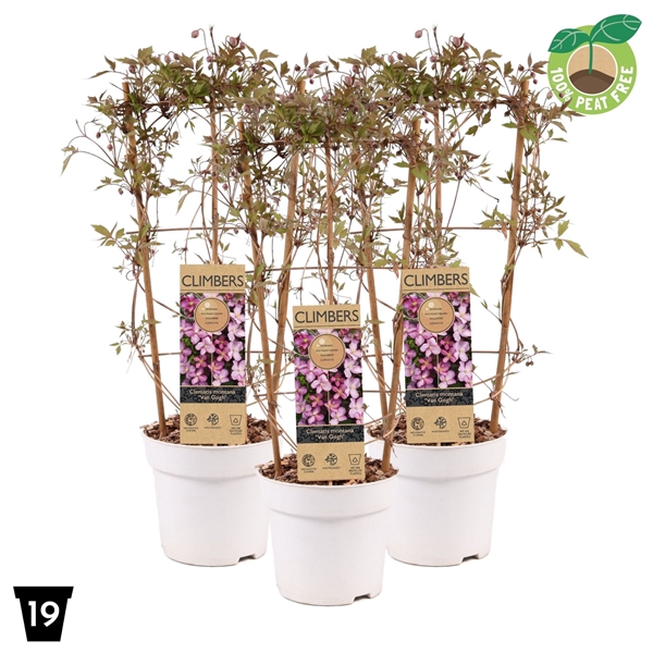 <h4>Clematis montana 'Fincent' P19 op rek</h4>