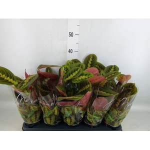 Maranta leuc. 'Fascinator'