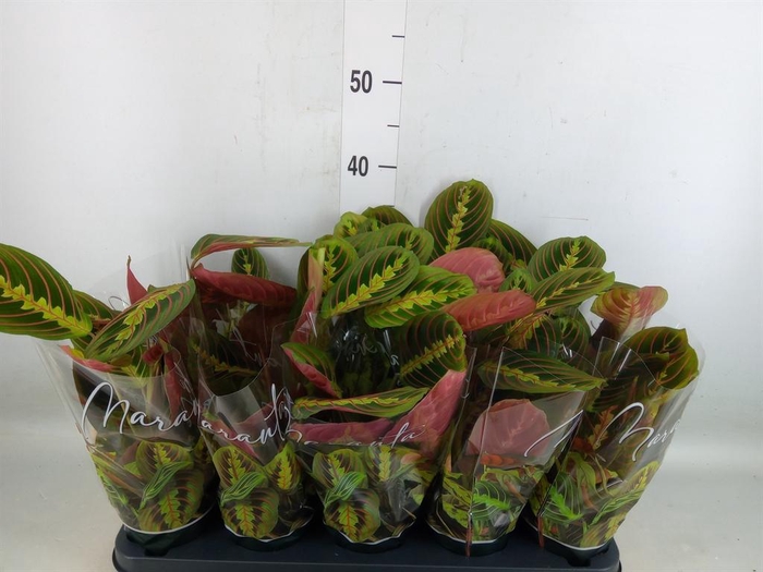 <h4>Maranta leuc. 'Fascinator'</h4>