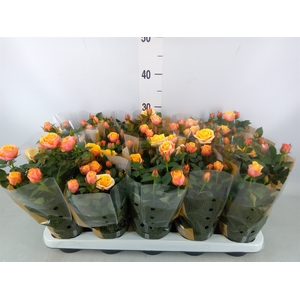 Rosa  'Firebird Kordana Grande'