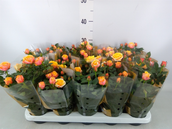 <h4>Rosa  'Firebird Kordana Grande'</h4>