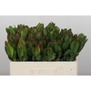 Leucadendron Laurel Yellow
