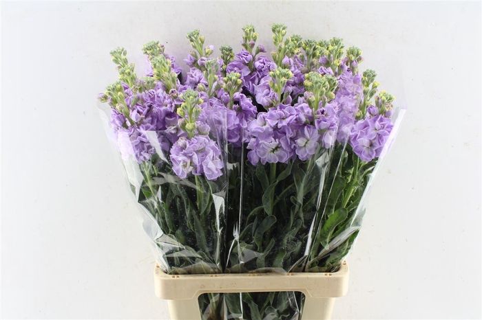 <h4>Matth Iron Lavendel</h4>