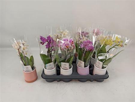 <h4>Phal Mini</h4>