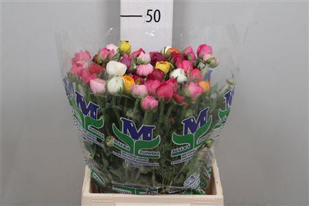 <h4>Ran Gem In Bos</h4>