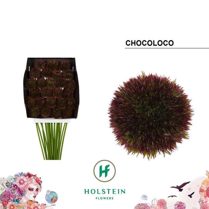 <h4>Gerbera GBB 'Chocoloco'</h4>
