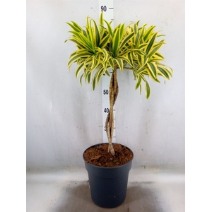Dracaena refl. 'Song of India'