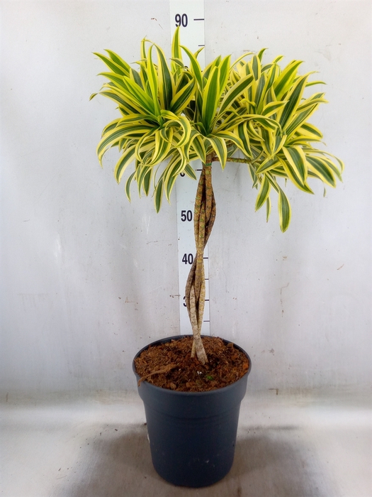 <h4>Dracaena refl. 'Song of India'</h4>