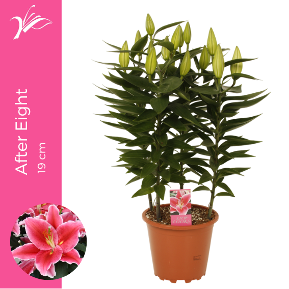 <h4>Lilium After Eight 19 cm (or. lelie)</h4>