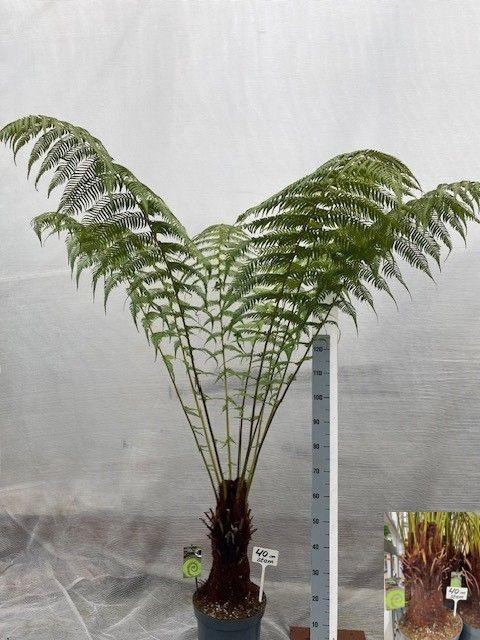 <h4>DICK ANTARCTICA</h4>