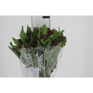 ALSTROEMERIA ANGELINA 080 CM