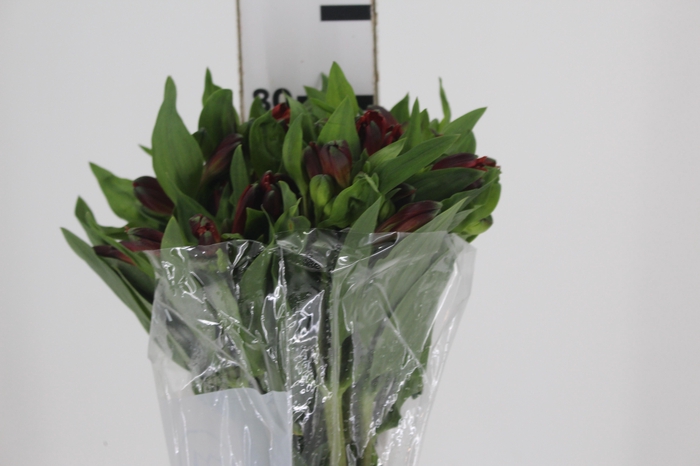 <h4>ALSTROEMERIA ANGELINA 080 CM</h4>