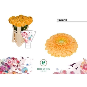 Germini Pomponi Peachy Water