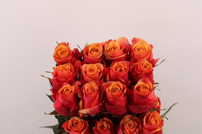 <h4>R Gr Cherry Brandy</h4>