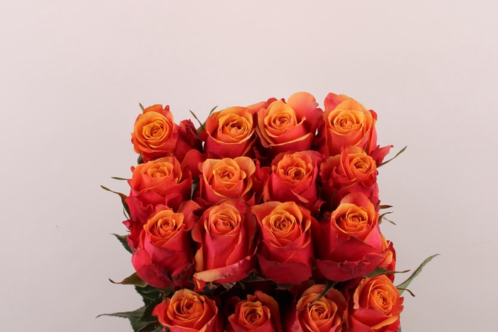 <h4>R Gr Cherry Brandy</h4>