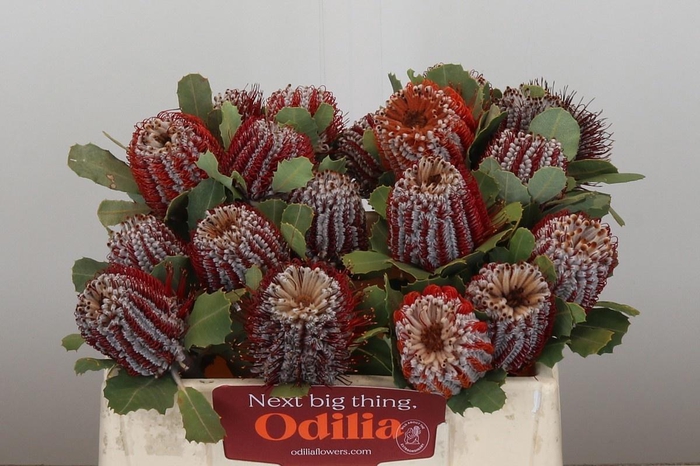 <h4>BANKSIA COCCINEA</h4>