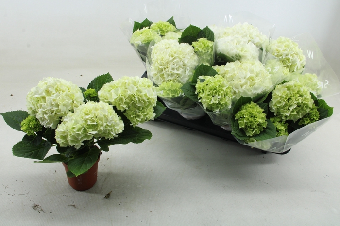 <h4>HYDR M WUDU</h4>