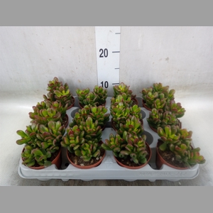 Crassula ovata 'Gandalf'