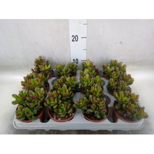 Crassula ovata 'Gandalf'