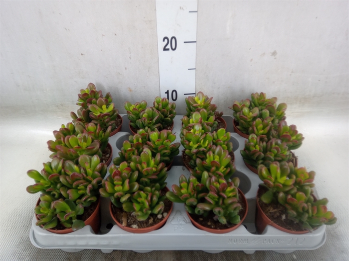 <h4>Crassula ovata 'Gandalf'</h4>