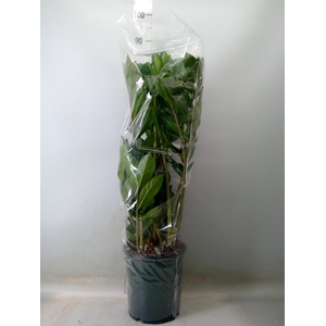 Zamioculcas zamiifolia